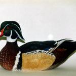 Wood Duck Drake - Decorative Floating Lifesize